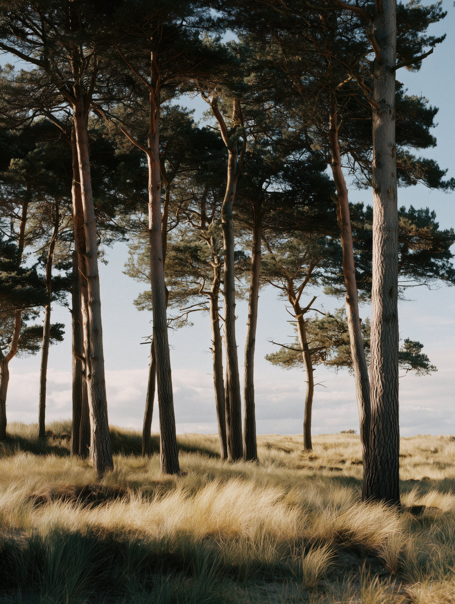 Tall pines over dune grass under a pale sky